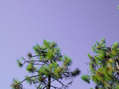 Beautifull photography of the nature in autumn. some fruits, tall trees near the seaside with grey and blue sky.