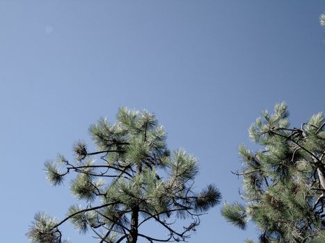 Beautifull photography of the nature in autumn. some fruits, tall trees near the seaside with grey and blue sky.