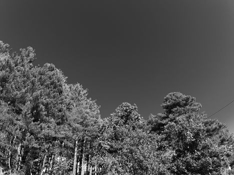 Beautifull photography of the nature in autumn. some fruits, tall trees near the seaside with grey and blue sky.