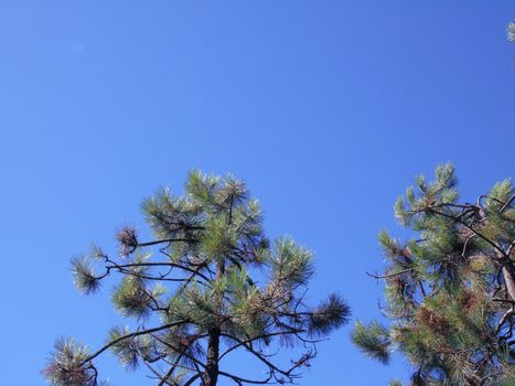 Beautifull photography of the nature in autumn. some fruits, tall trees near the seaside with grey and blue sky.