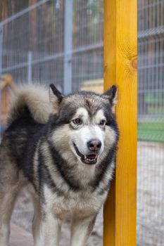 A beautiful and kind Alaskan Malamute shepherd sits in an enclosure behind bars and looks with intelligent eyes. Indoor aviary.