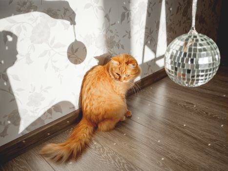 Cute ginger cat looks curiously on sun reflections from sparkling mirror disco ball. Fluffy pet and sunny morning in cosy home. Light and shadow.