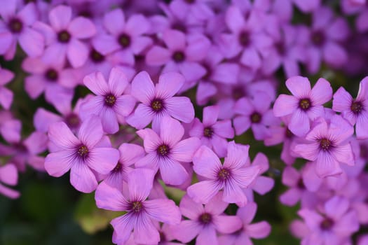 Pink wood sorrel - Latin name - Oxalis articulata