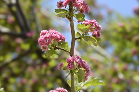 Common Hawthorn - Latin name - Crataegus monogyna