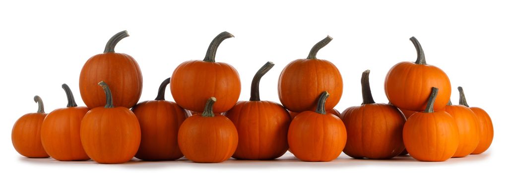 Heap of many orange pumpkins of the same kind isolated on white background , Halloween concept