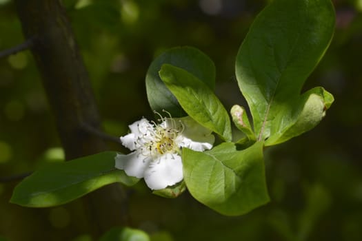 Common medlar - Latin name - Mespilus germanica