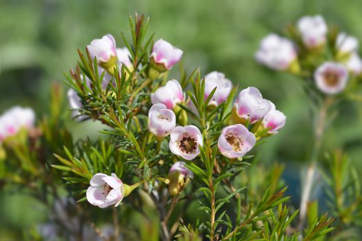 Geraldton wax flowers - Latin name - Chamelaucium uncinatum