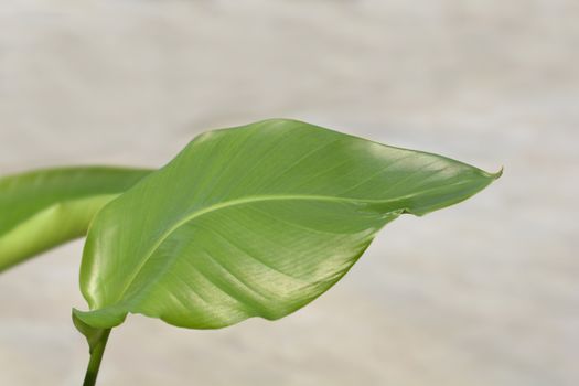 Giant white bird of paradise leaf - Latin name - Strelitzia nicolai