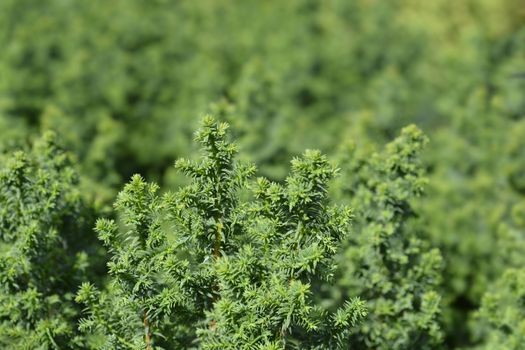 Top Point Atlantic white cypress - Latin name - Chamaecyparis thyoides Top Point