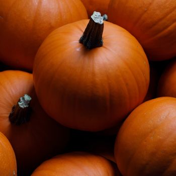 Many pumpkins collection on the autumn market