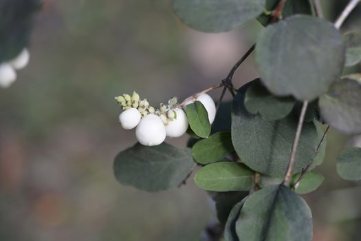 Common Snowberry - Latin name - Symphoricarpos albus