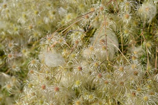 Clematis ispahanica seed heads - Latin name - Clematis ispahanica