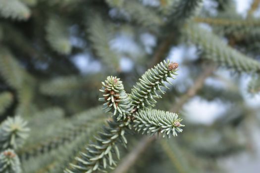 Blue Spanish Fir branch - Latin name - Abies pinsapo Glauca