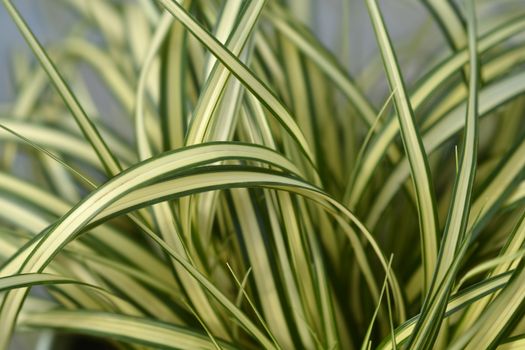 Striped Weeping Sedge Evergold - Latin name - Carex oshimensis Evergold