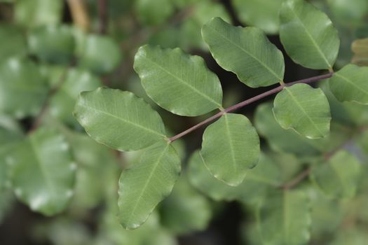 Carob tree leaves - Latin name - Ceratonia siliqua