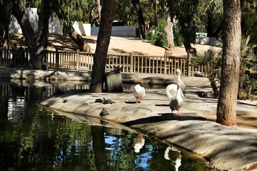 Guardamar, Alicante, Spain- September 13, 2020:Pond with ducks and swans surrounded by green vegetation in Reina Sofia park in Guardamar, Alicante, Spain