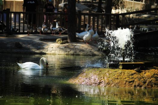 Guardamar, Alicante, Spain- September 13, 2020:Pond with ducks and swans surrounded by green vegetation in Reina Sofia park in Guardamar, Alicante, Spain