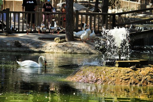 Guardamar, Alicante, Spain- September 13, 2020:Pond with ducks and swans surrounded by green vegetation in Reina Sofia park in Guardamar, Alicante, Spain