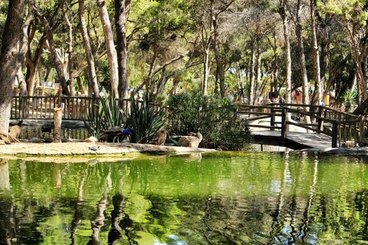 Guardamar, Alicante, Spain- September 13, 2020:Pond with ducks and swans surrounded by green vegetation in Reina Sofia park in Guardamar, Alicante, Spain