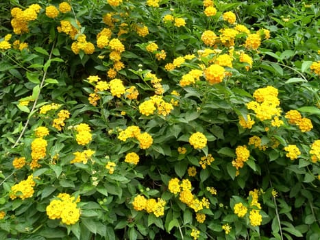 Natural yellow flower with leaf close up photo.