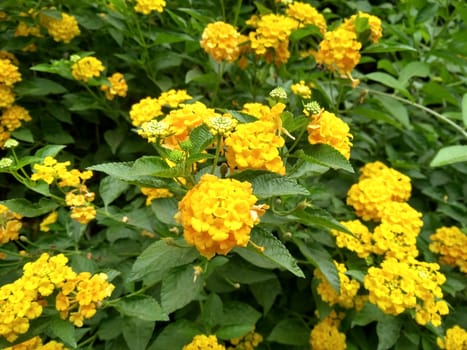 Natural yellow flower with leaf close up photo.