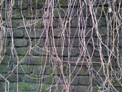 Dry tree branches climb on the old brick wall close up photo.