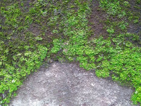 natural green grass backdrop on concrete wall close up photo.