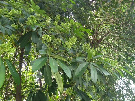 green leaf and flower of a tree close up photo.