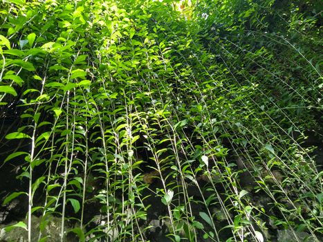 Climbing plant on the stone wall. Ornamental plant in the garden. Eco wall. Many climbing plant leaves on wall reduce dust in air. Tropical garden. Clean environment.