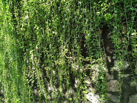 Climbing plant on the stone wall. Ornamental plant in the garden. Eco wall. Many climbing plant leaves on wall reduce dust in air. Tropical garden. Clean environment.