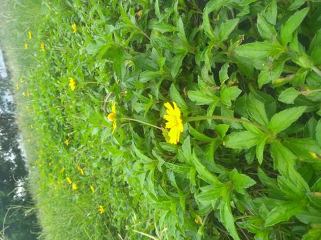 yellow water lily in the garden.