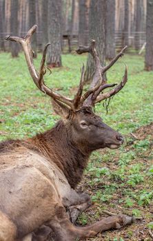 A large elk or deer with large antlers lies on the ground among the trees.