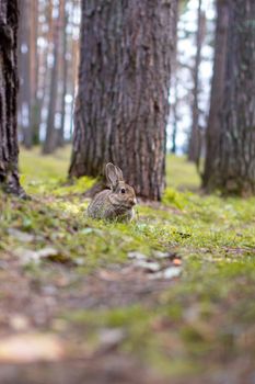 A beautiful rabbit with long ears runs around in the forest and chews grass leaf and leaves.