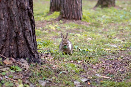 A beautiful rabbit with long ears runs around in the forest and chews grass leaf and leaves.