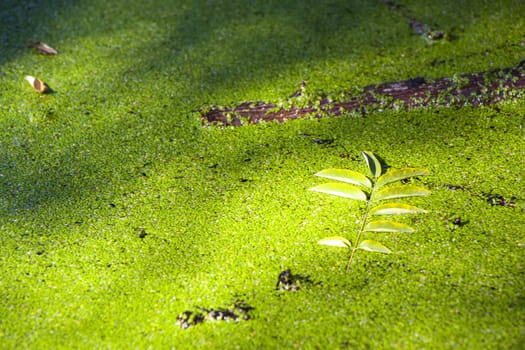 Green swamp and wetland, nature background, daytime and outdoor