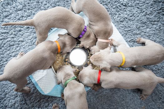 Group of Puppies of weimaraner hound pointing dog eating in circle formation from stainless bowl