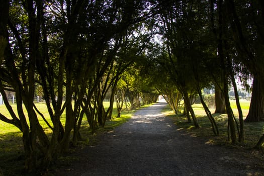 Old big trees forest in the park, Zugdidi Botanic garden in Georgia