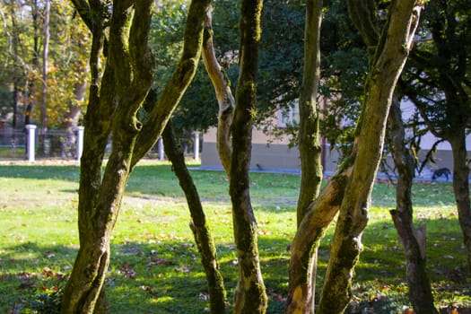 Old big trees forest in the park, Zugdidi Botanic garden in Georgia