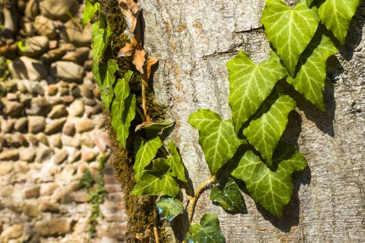 Ivy clipping path, climber plant on the tree, nature background