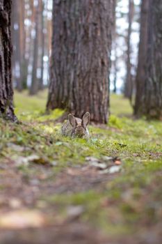 A beautiful rabbit with long ears runs around in the forest and chews grass leaf and leaves.