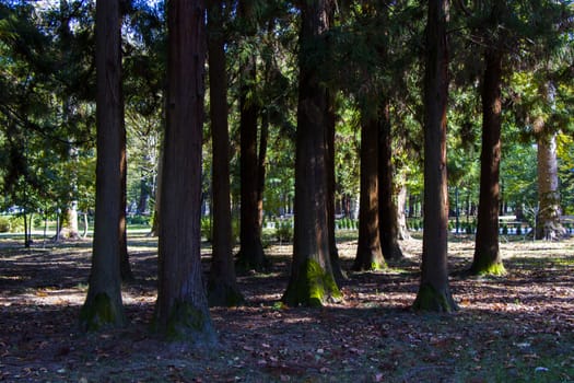 Old big trees forest in the park, Zugdidi Botanic garden in Georgia