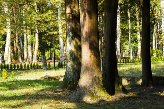 Old big trees forest in the park, Zugdidi Botanic garden in Georgia