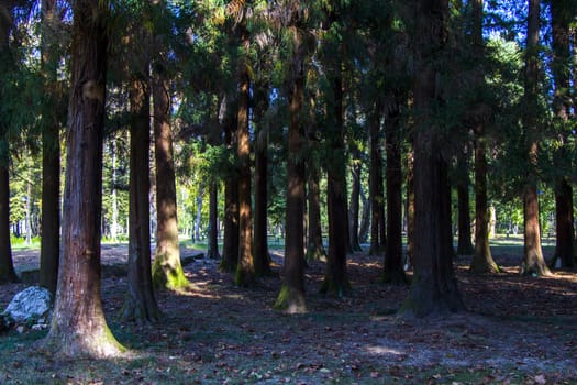 Old big trees forest in the park, Zugdidi Botanic garden in Georgia