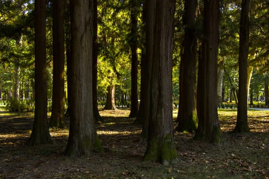 Old big trees forest in the park, Zugdidi Botanic garden in Georgia