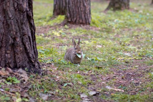 A beautiful rabbit with long ears runs around in the forest and chews grass leaf and leaves.