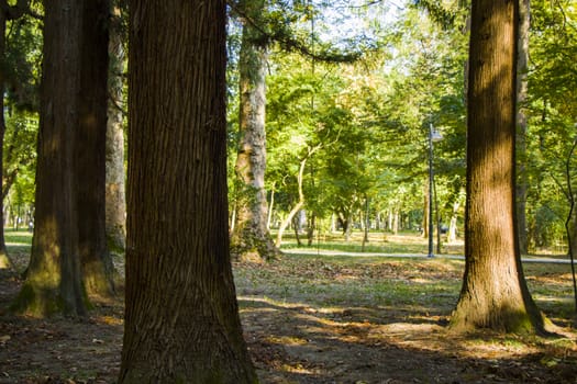 Old big trees forest in the park, Zugdidi Botanic garden in Georgia