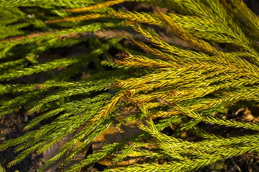 Cryptomeria Japonica Taxodiaceae pine tree in the forest