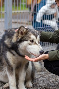 A beautiful and kind Alaskan Malamute shepherd sits in an enclosure behind bars and looks with intelligent eyes. The dog is stroked by a girl through the bars. Indoor aviary.