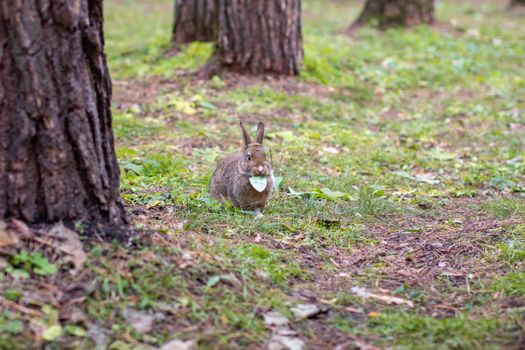 A beautiful rabbit with long ears runs around in the forest and chews grass leaf and leaves.