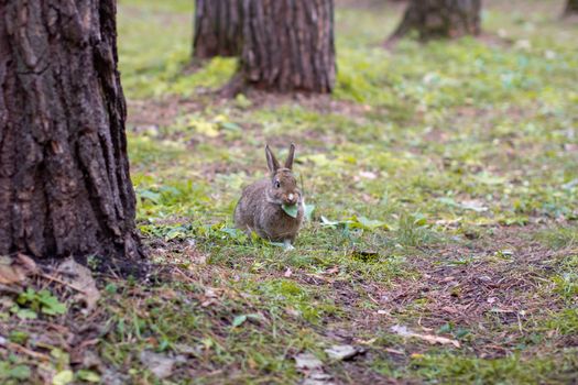 A beautiful rabbit with long ears runs around in the forest and chews grass leaf and leaves.